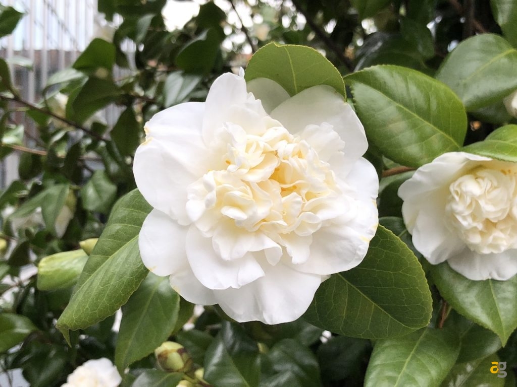 confrontone-fotografico