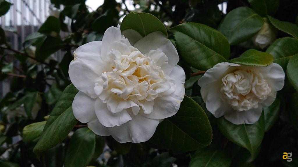 confrontone-fotografico