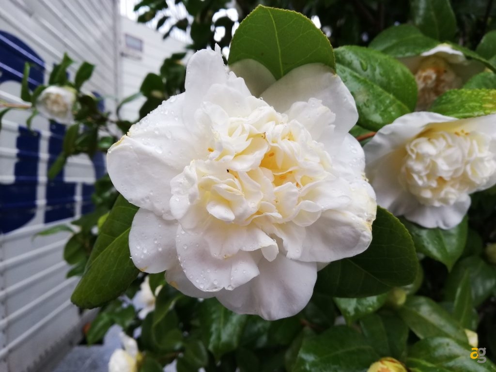 confrontone-fotografico