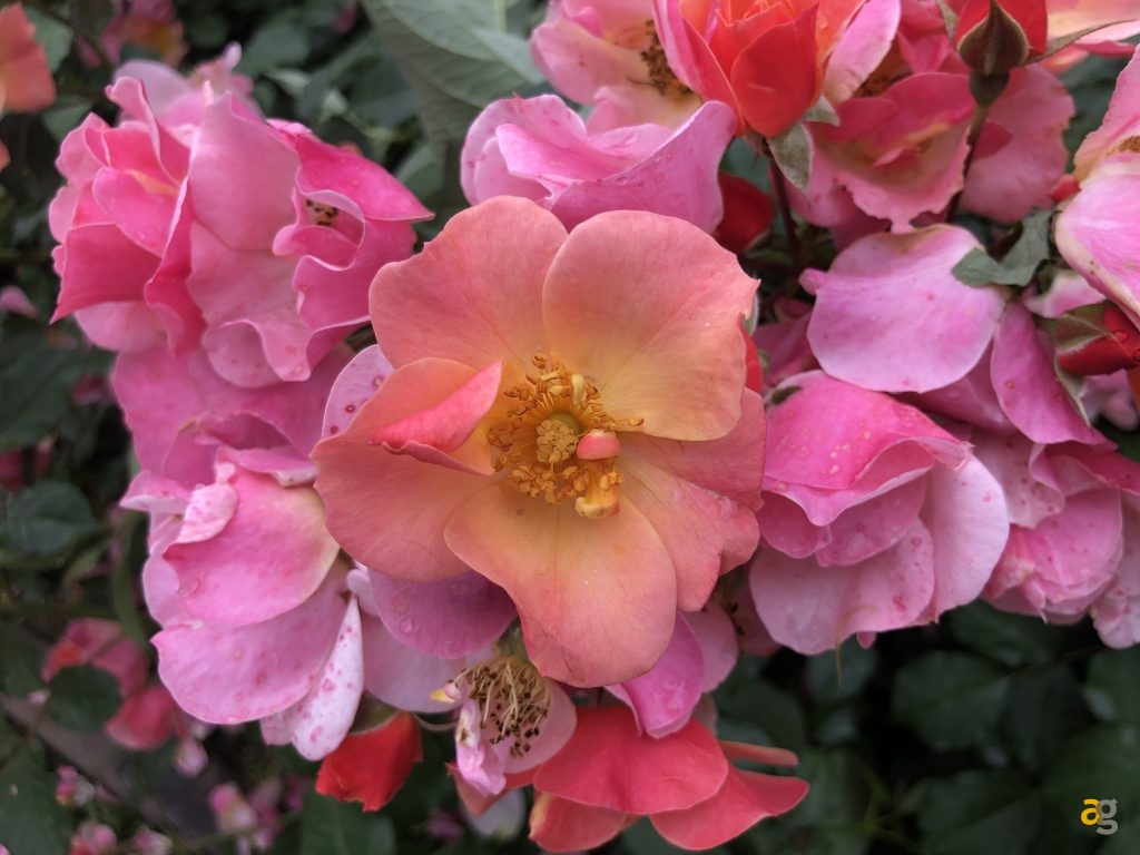 confronto-fotografico-s9plus-iphonex-p20pro-op6-honor10-lgg7