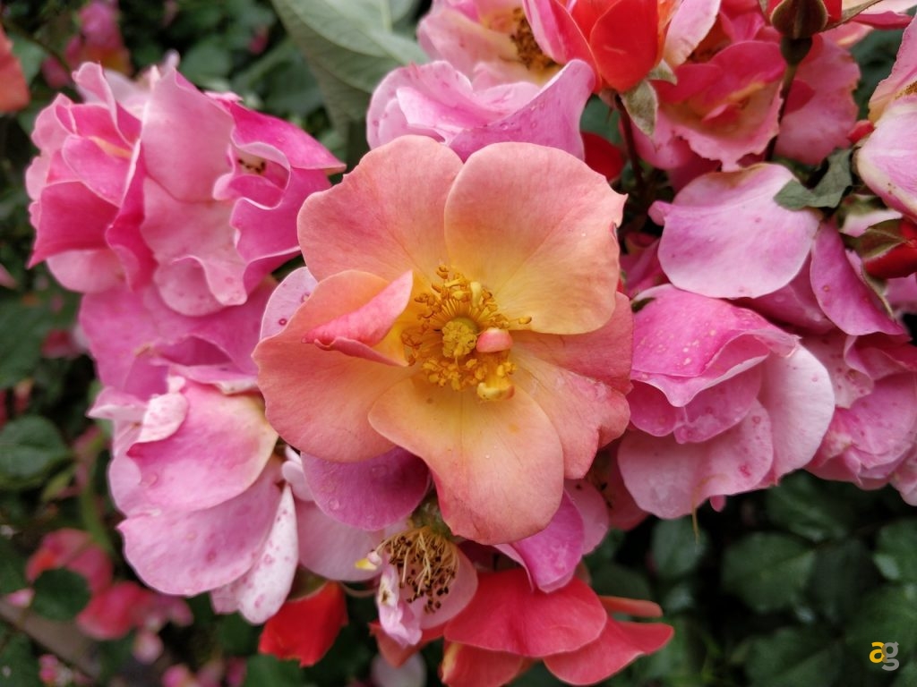 confronto-fotografico-s9plus-iphonex-p20pro-op6-honor10-lgg7