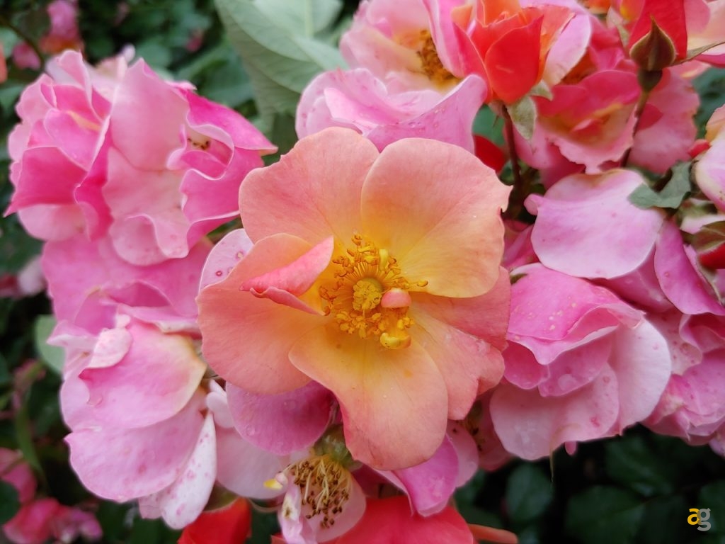 confronto-fotografico-s9plus-iphonex-p20pro-op6-honor10-lgg7