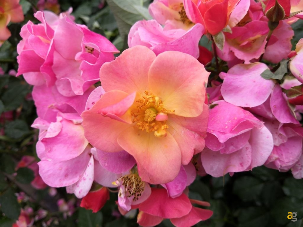 confronto-fotografico-s9plus-iphonex-p20pro-op6-honor10-lgg7