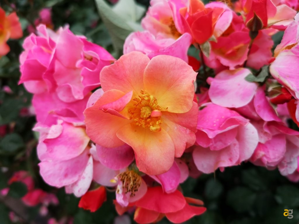 confronto-fotografico-s9plus-iphonex-p20pro-op6-honor10-lgg7