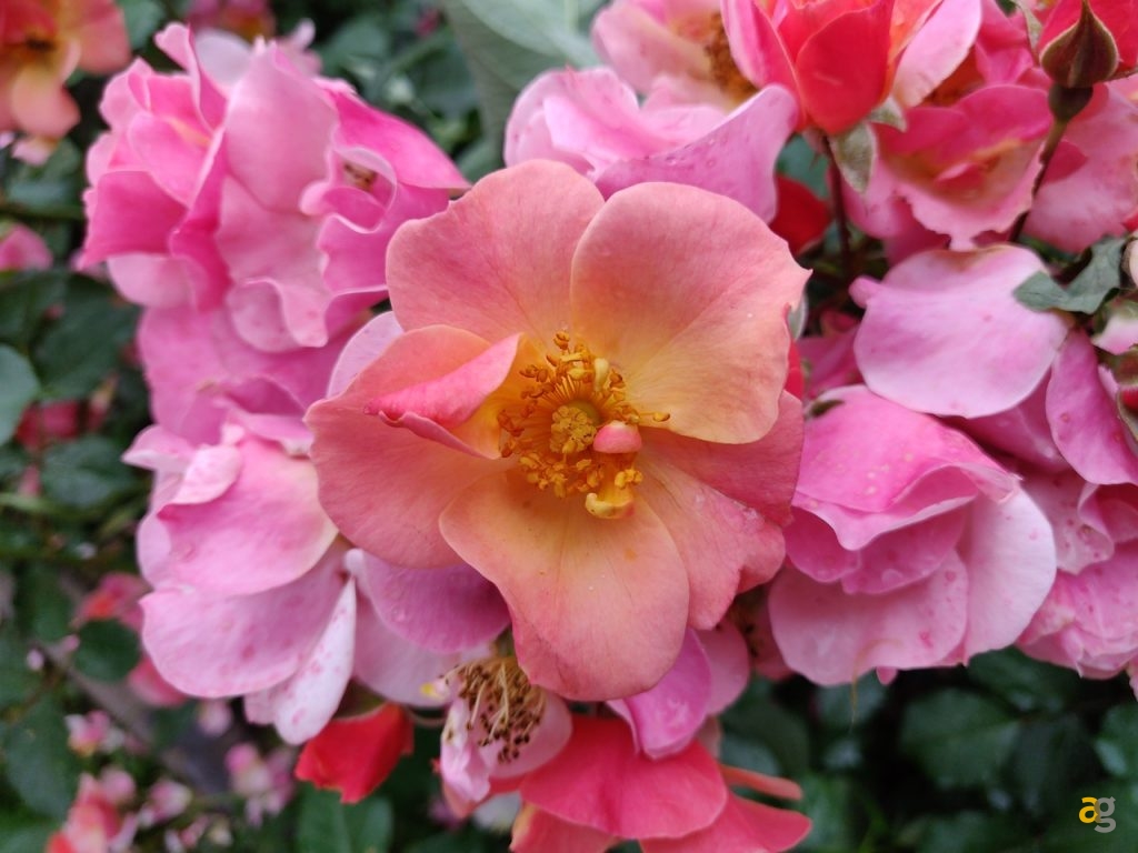 confronto-fotografico-s9plus-iphonex-p20pro-op6-honor10-lgg7