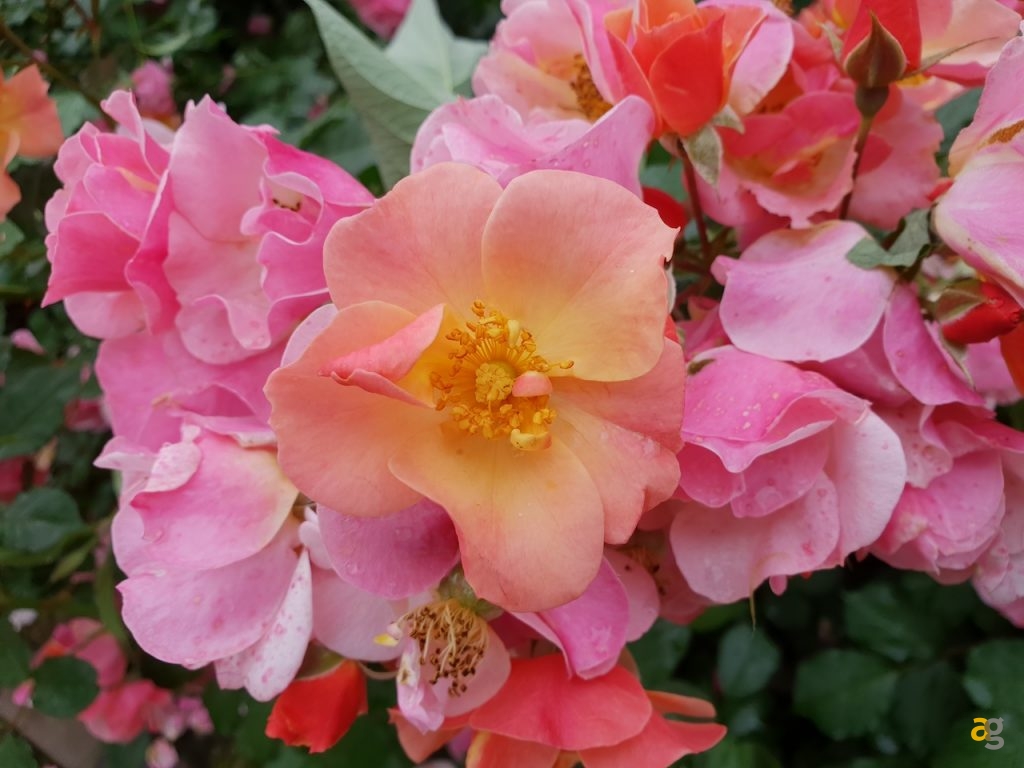 confronto-fotografico-s9plus-iphonex-p20pro-op6-honor10-lgg7