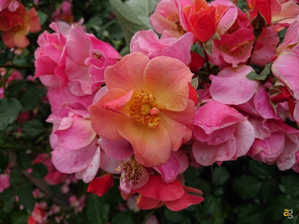 confronto-fotografico-s9plus-iphonex-p20pro-op6-honor10-lgg7