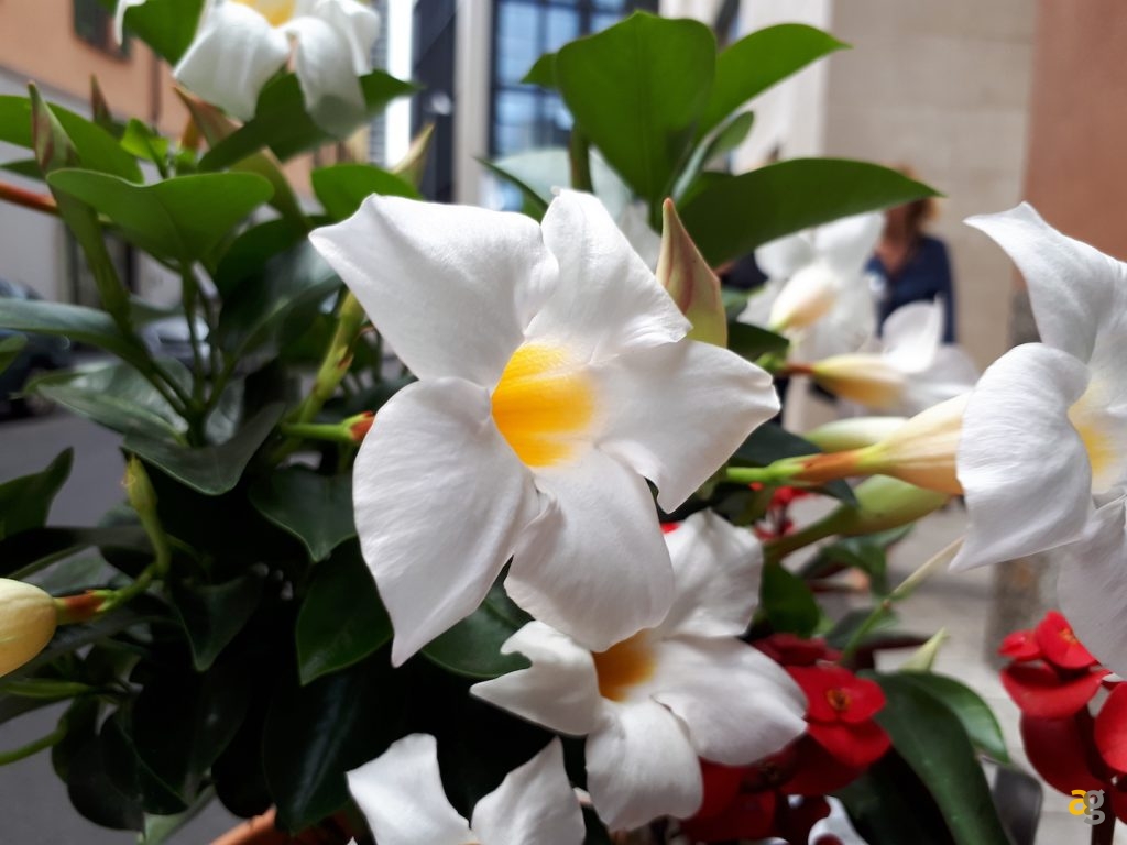 confronto-galaxy-a5-a6-e-a8