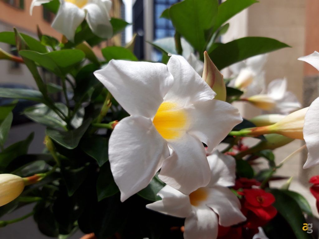 confronto-galaxy-a5-a6-e-a8