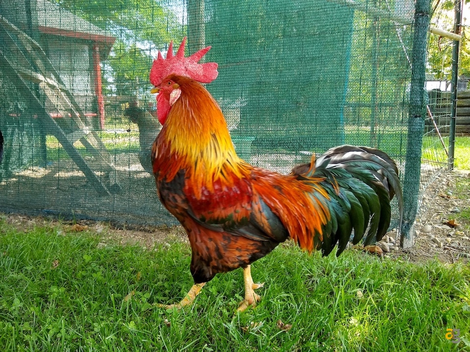 recensione-motorola-moto-g6