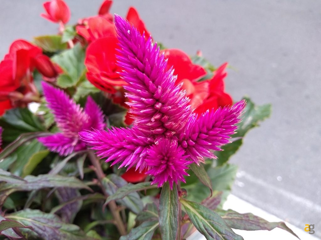 recensione-moto-g6-play