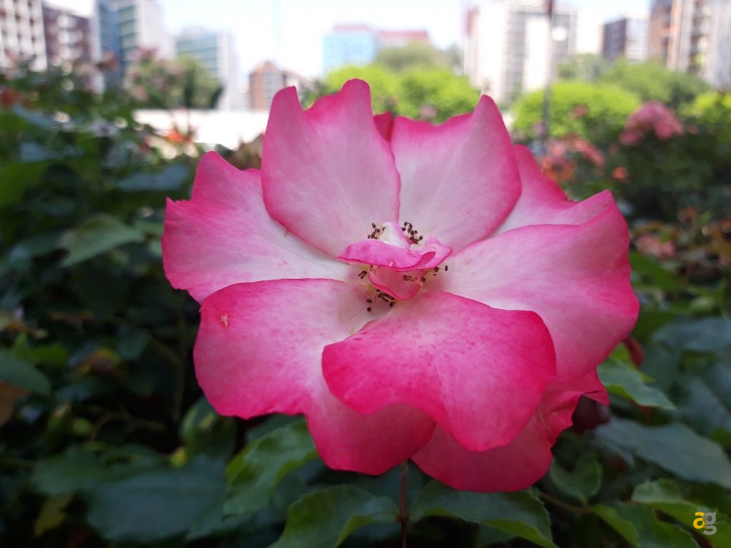 recensione-samsung-galaxy-a6