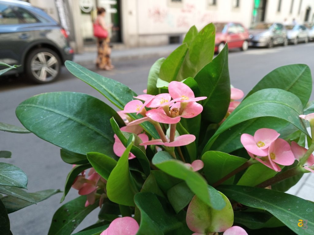 confronto-xiaomi-redmi-6-6a-6pro