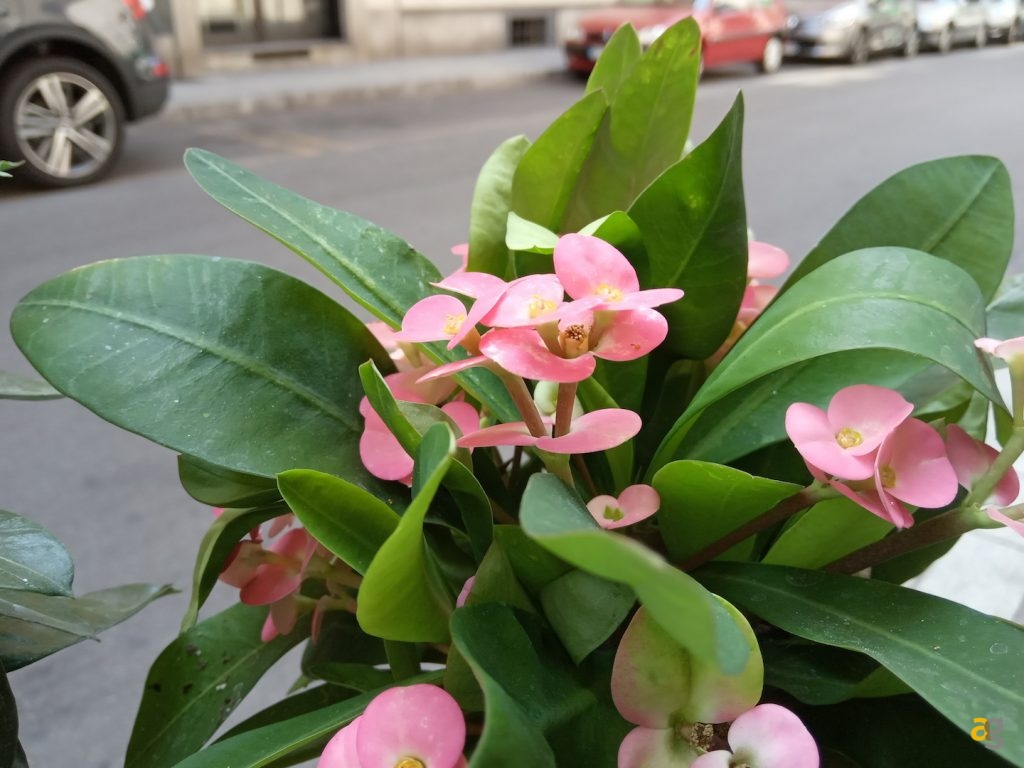 confronto-xiaomi-redmi-6-6a-6pro