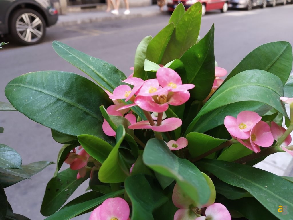 confronto-xiaomi-redmi-6-6a-6pro