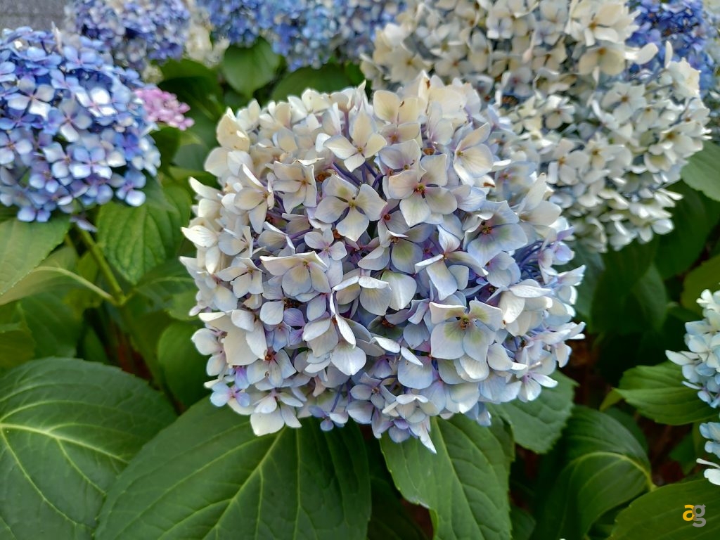 recensione-zenfone-5z