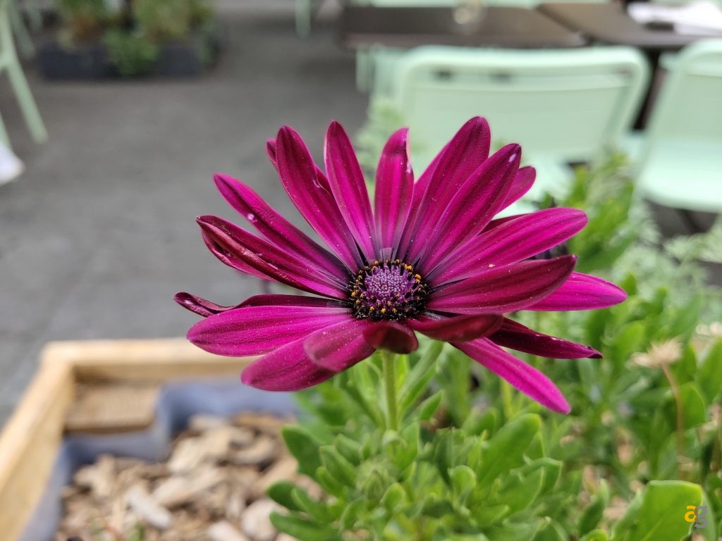 recensione-vivo-nex-a