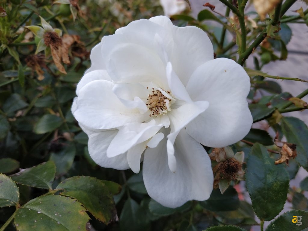 recensione-xiaomi-redmi-note-5-global-ita