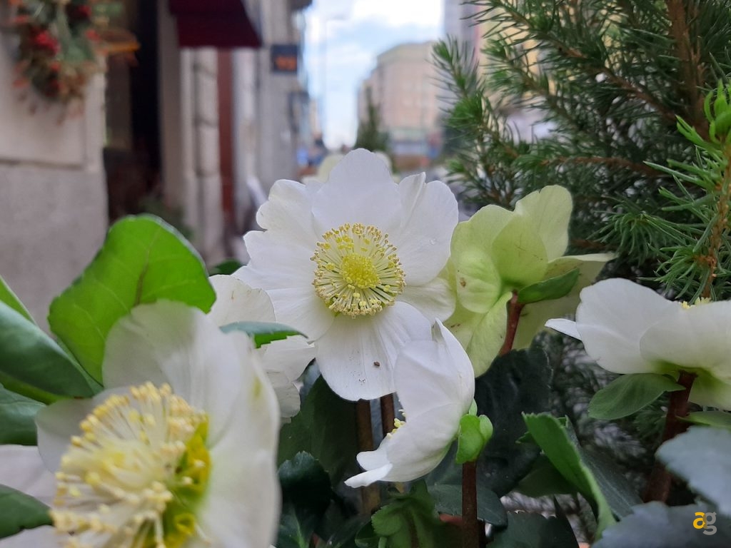 confronto-galaxy-a9-a8-e-a7-quale-comprare