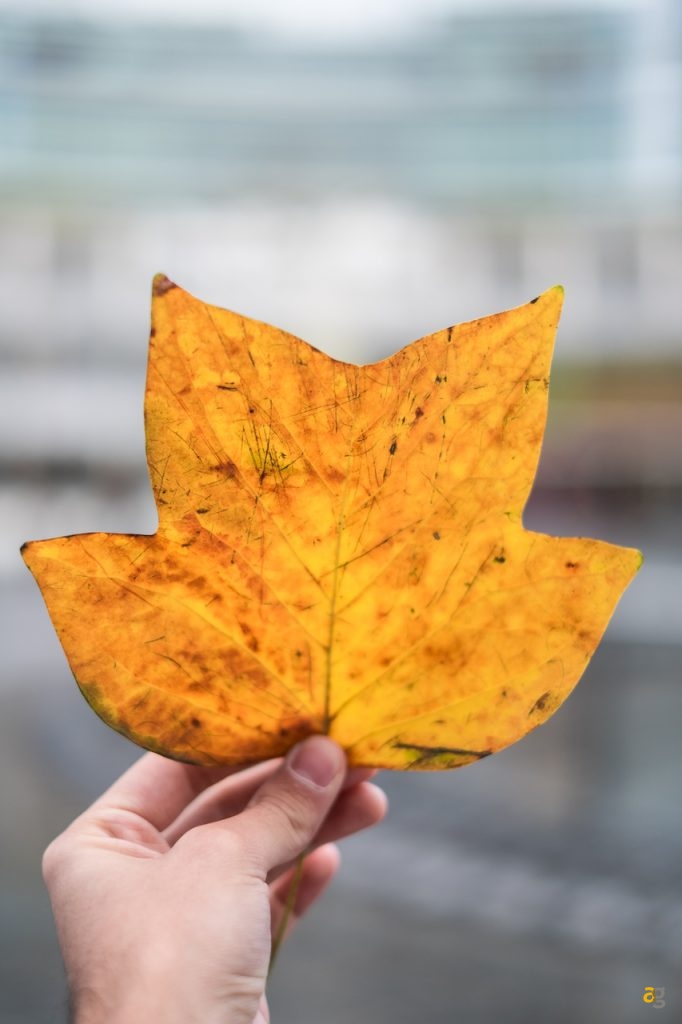 confrontone-fotografico-fine-2018