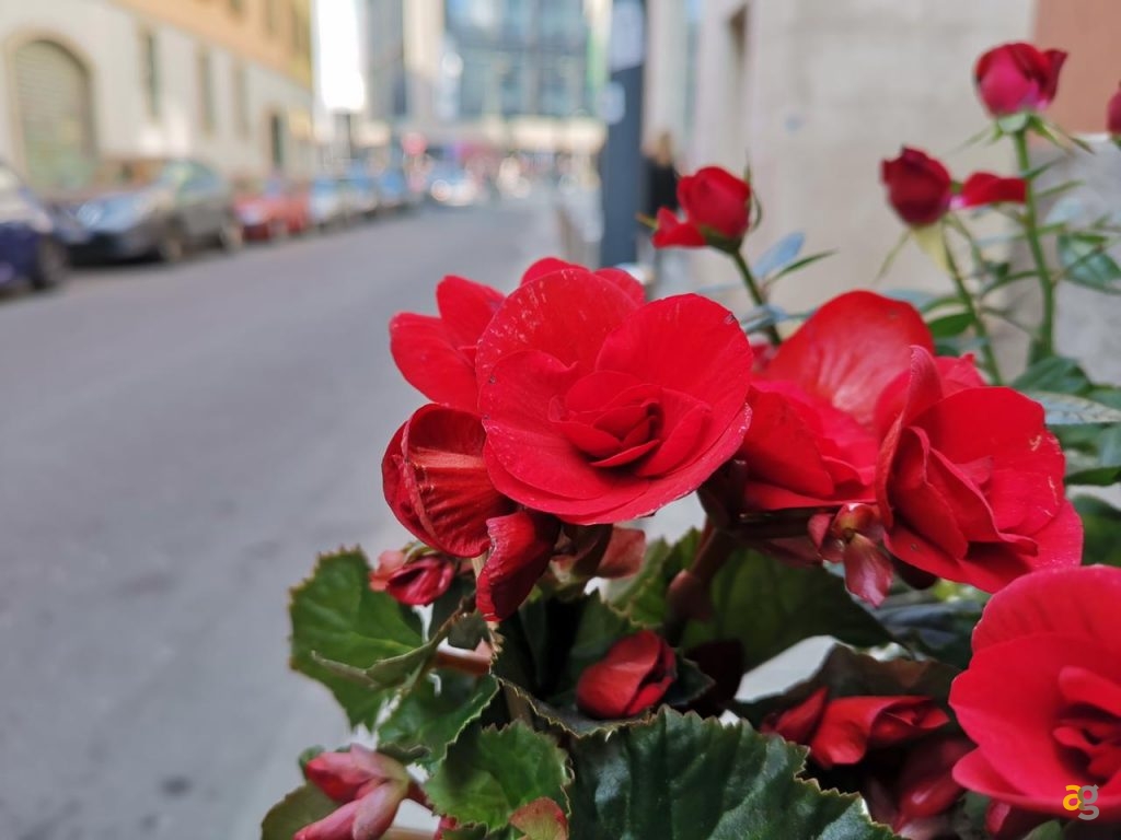 confronto-galaxy-s10-plus-vs-iphone-xs-max-vs-mate-20-pro