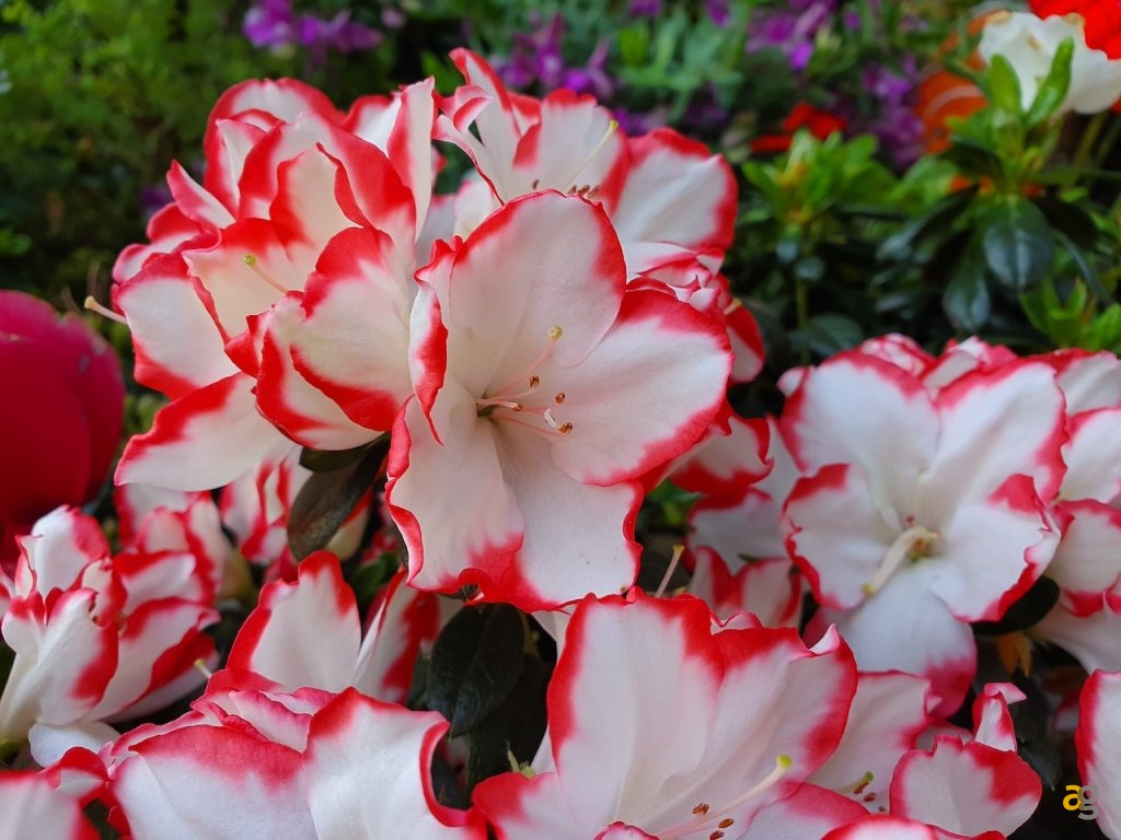 galaxy-s10-confronto-s10e-s10-plus