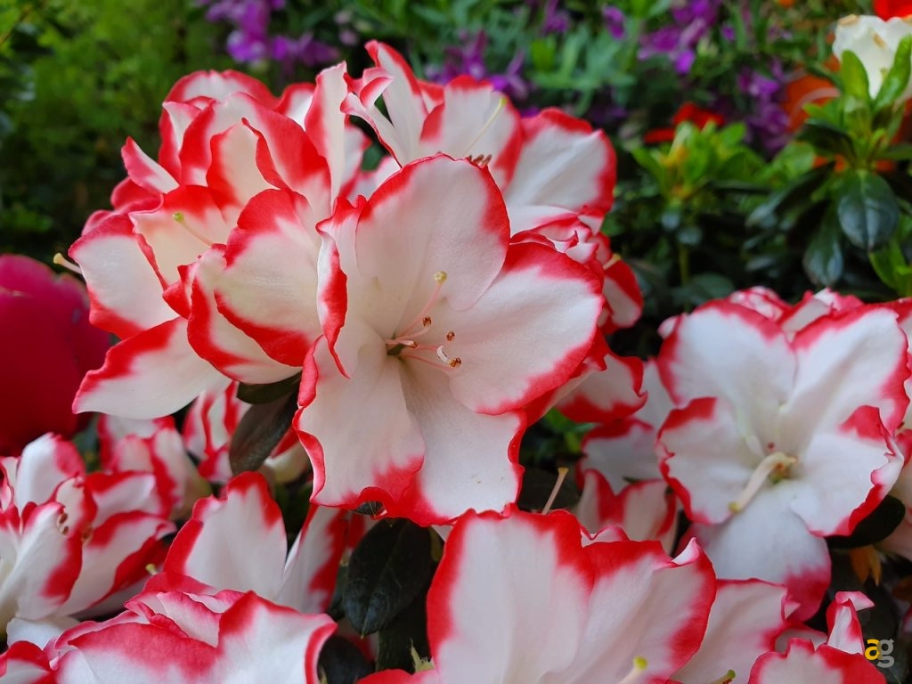 galaxy-s10-confronto-s10e-s10-plus