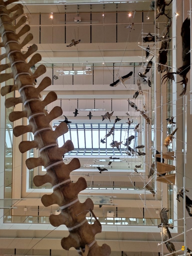 recensione-asus-zenfone-6