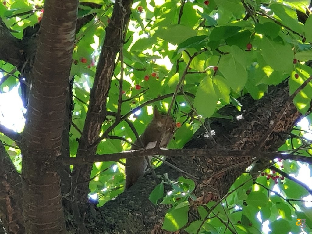 recensione-lg-g8s-thinq