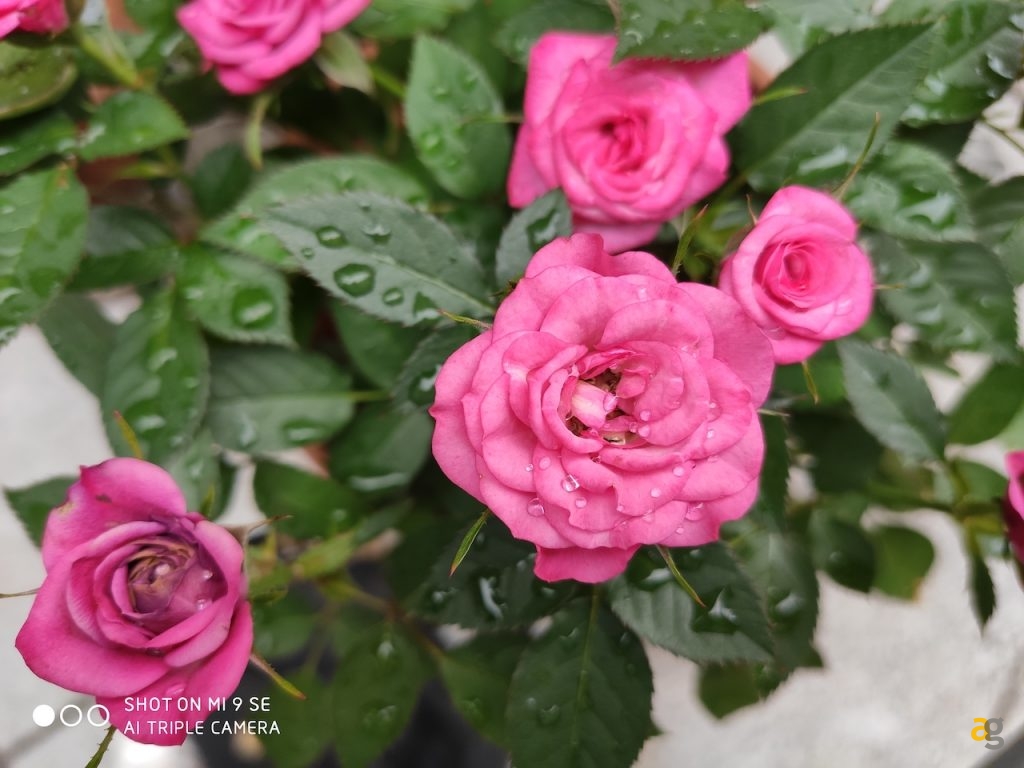 confronto-xiaomi-mi9-mi9t-mi9se