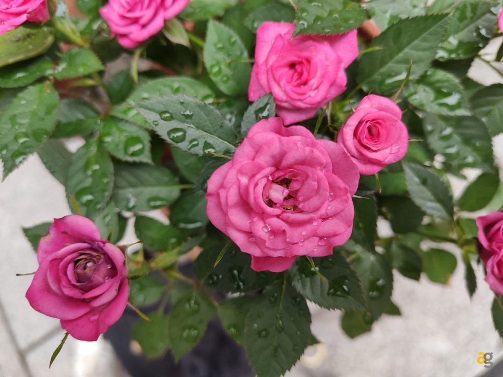 confronto-xiaomi-mi9-mi9t-mi9se