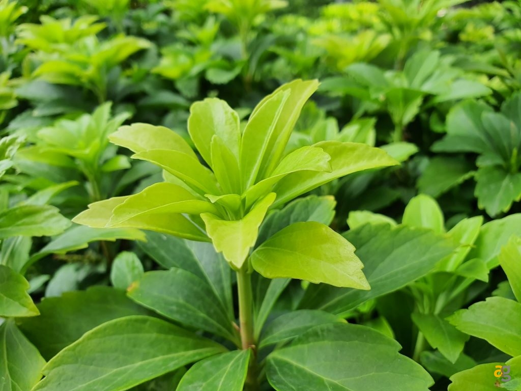 recensione-samsung-galaxy-note-10-plus