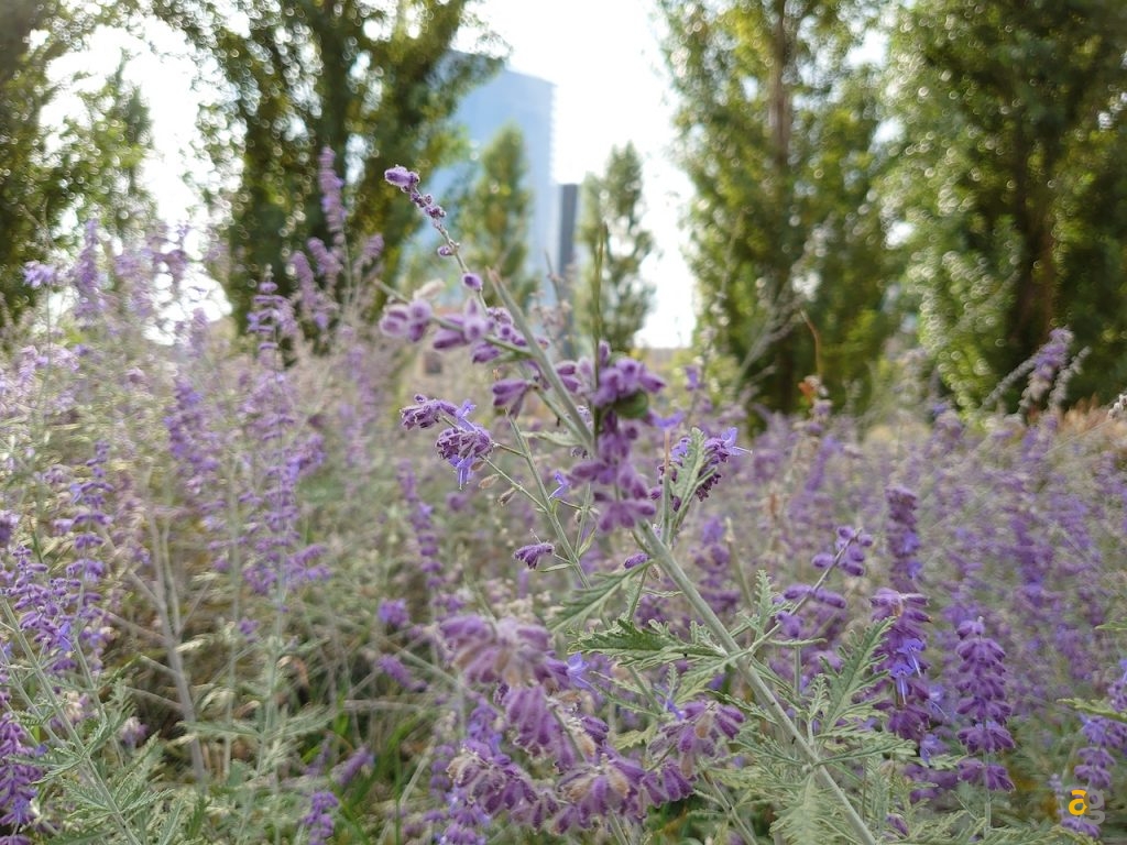 recensione-sony-xperia-5