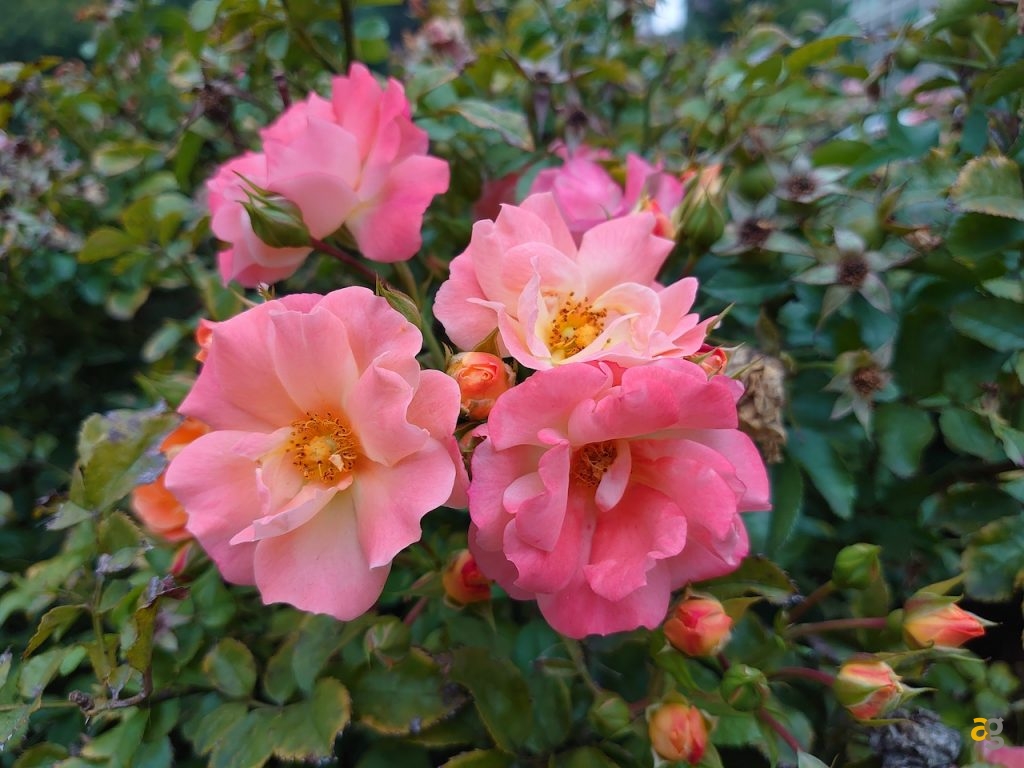 recensione-sony-xperia-5