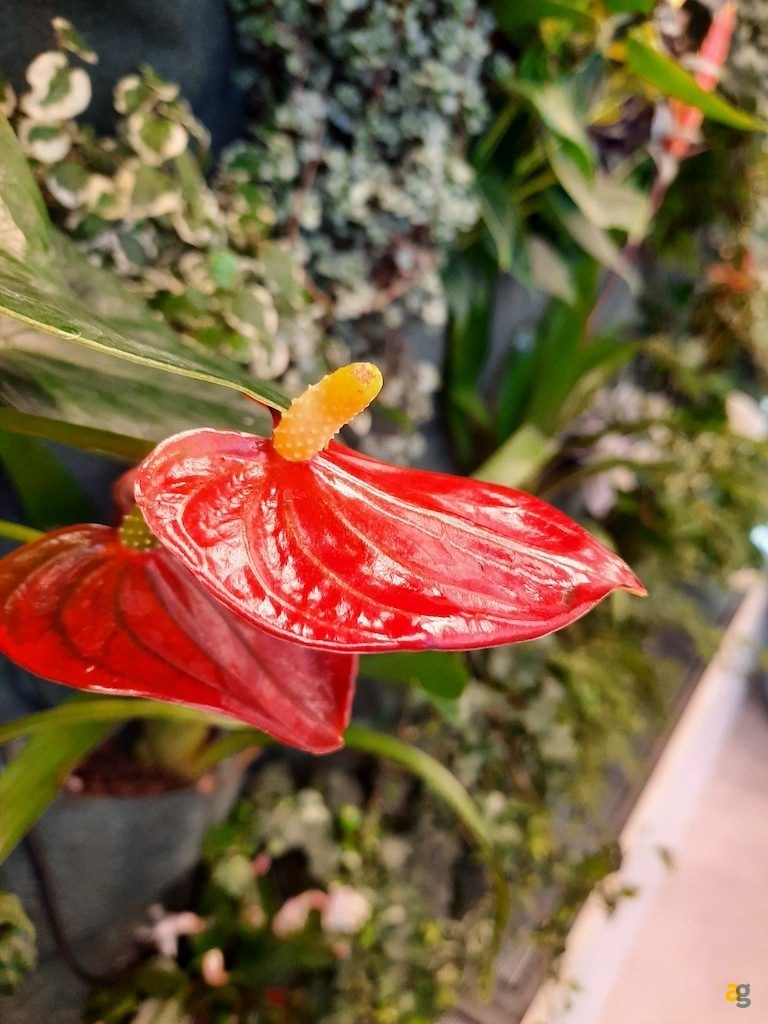 recensione-samsung-galaxy-a51