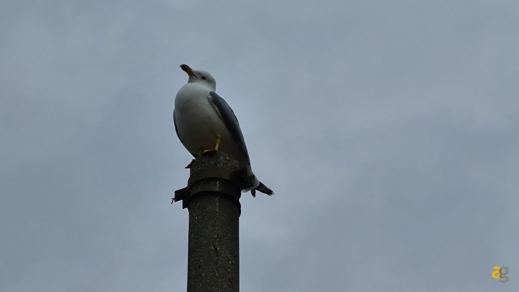 recensione-samsung-galaxy-s20-ultra