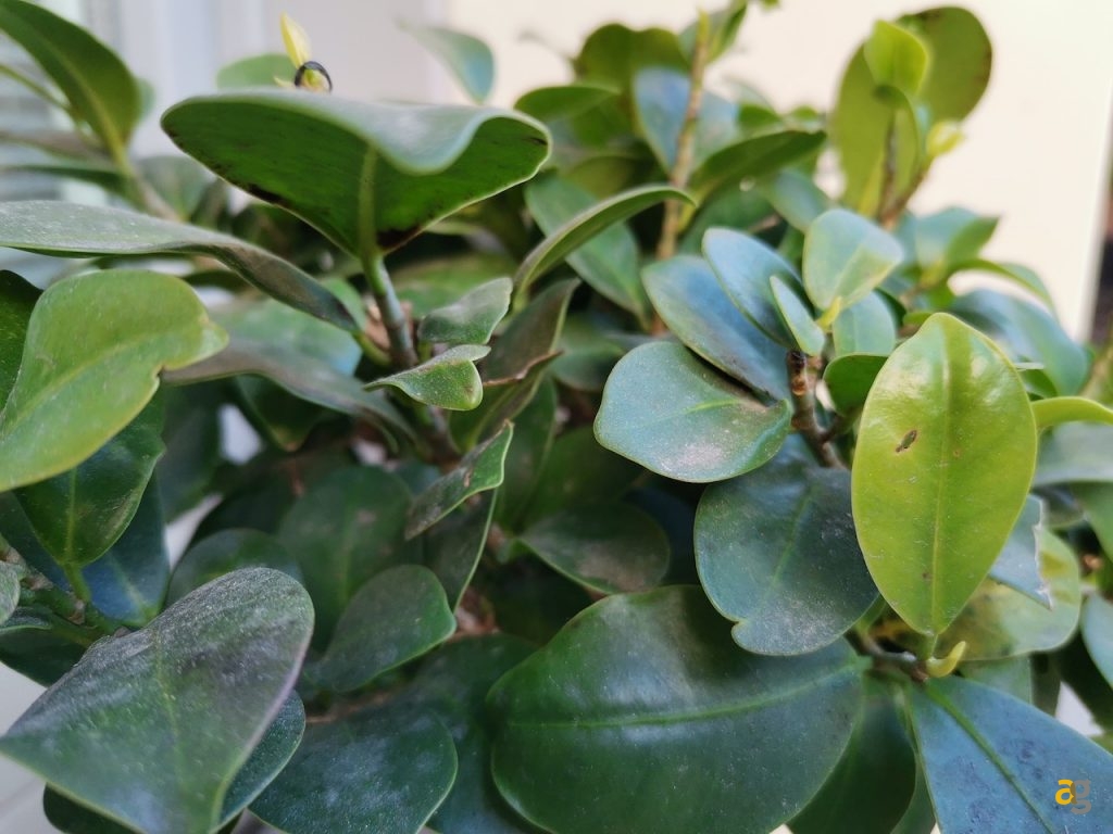 recensione-huawei-p40-lite