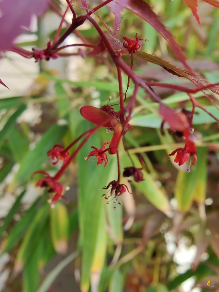 recensione-oneplus-8-pro