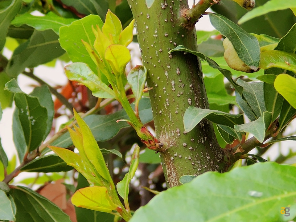 recensione-realme-x50-pro-5g