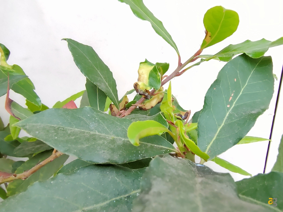 recensione-realme-x50-pro-5g