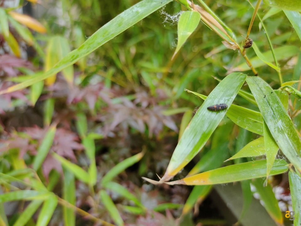 recensione-realme-x50-pro-5g