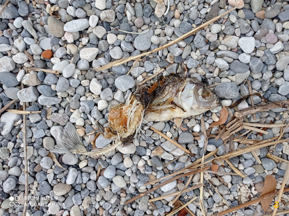 recensione-redmi-note9