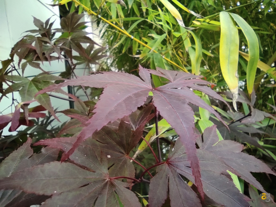 recensione-redmi-note-9-pro-best-buy-xiaomi