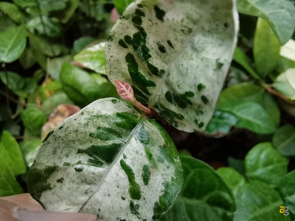 recensione-huawei-p40-lite-5g