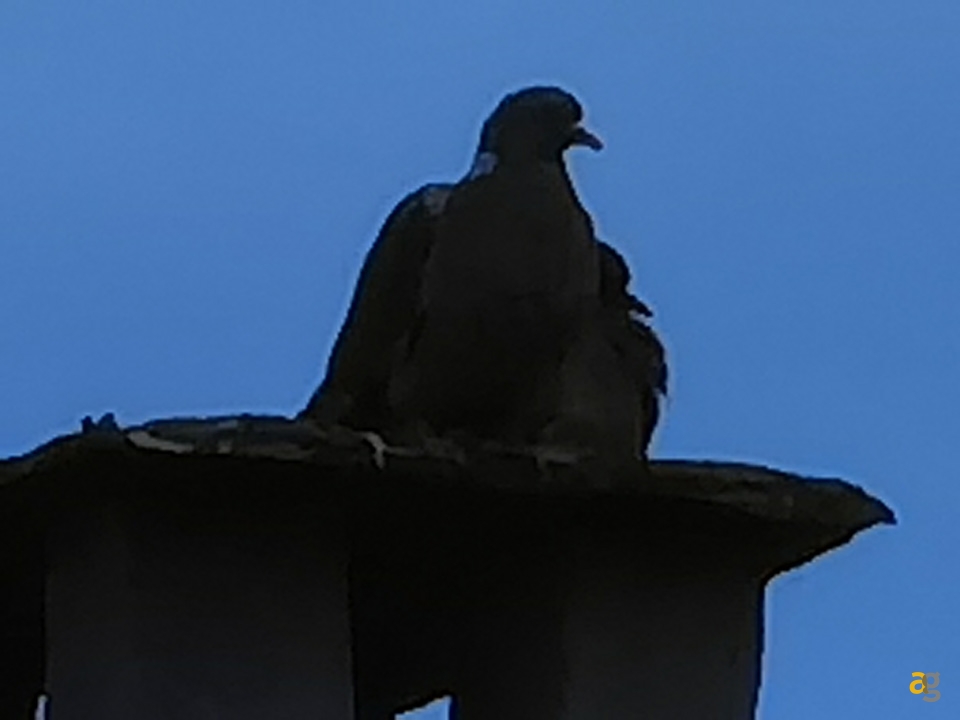 recensione-huawei-p40-pro-plus