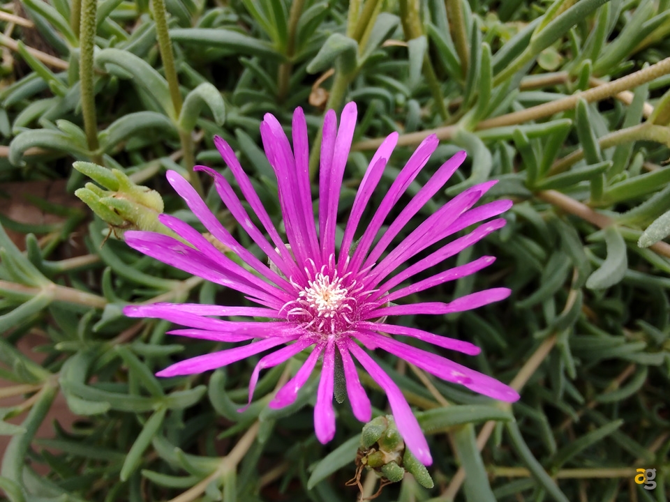 recensione-motorola-edge-plus