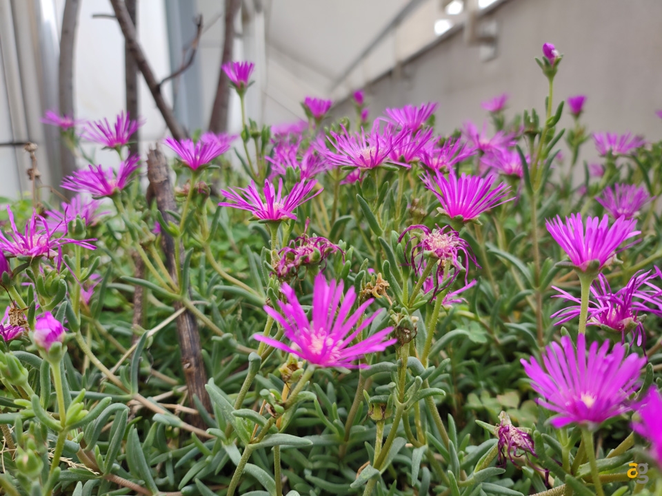 recensione-motorola-edge-plus