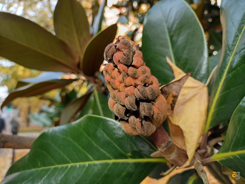 recensione-moto-e7-plus