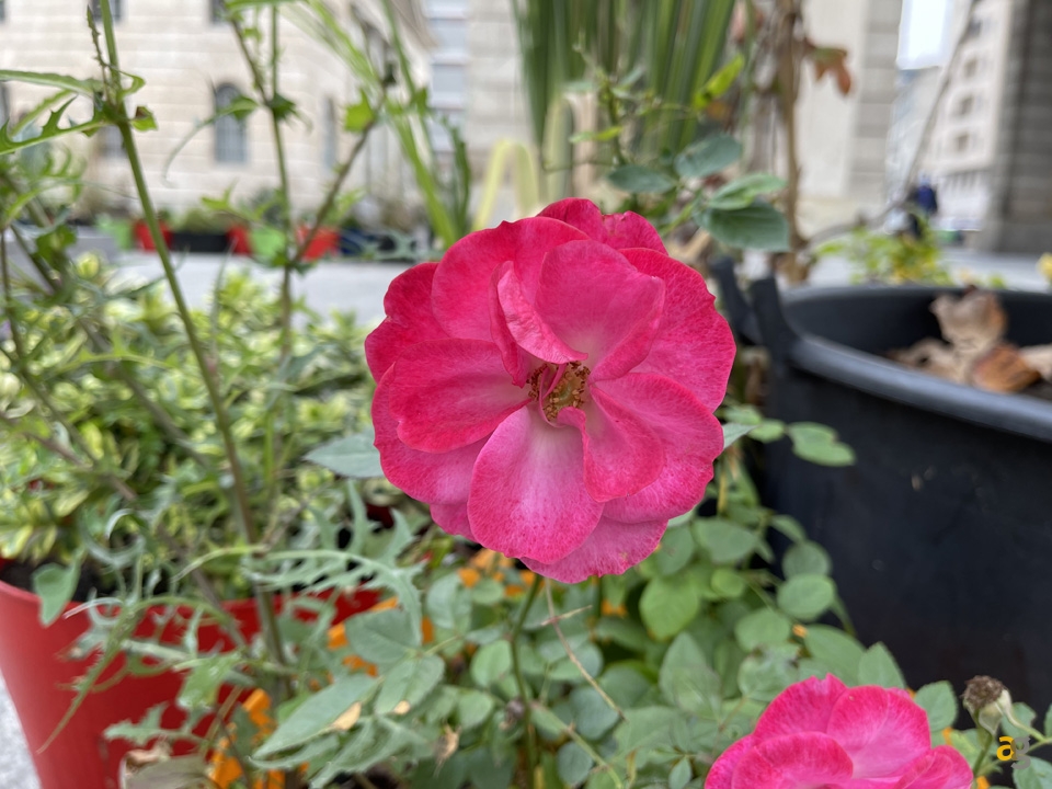 recensione-iphone-12-pro-max