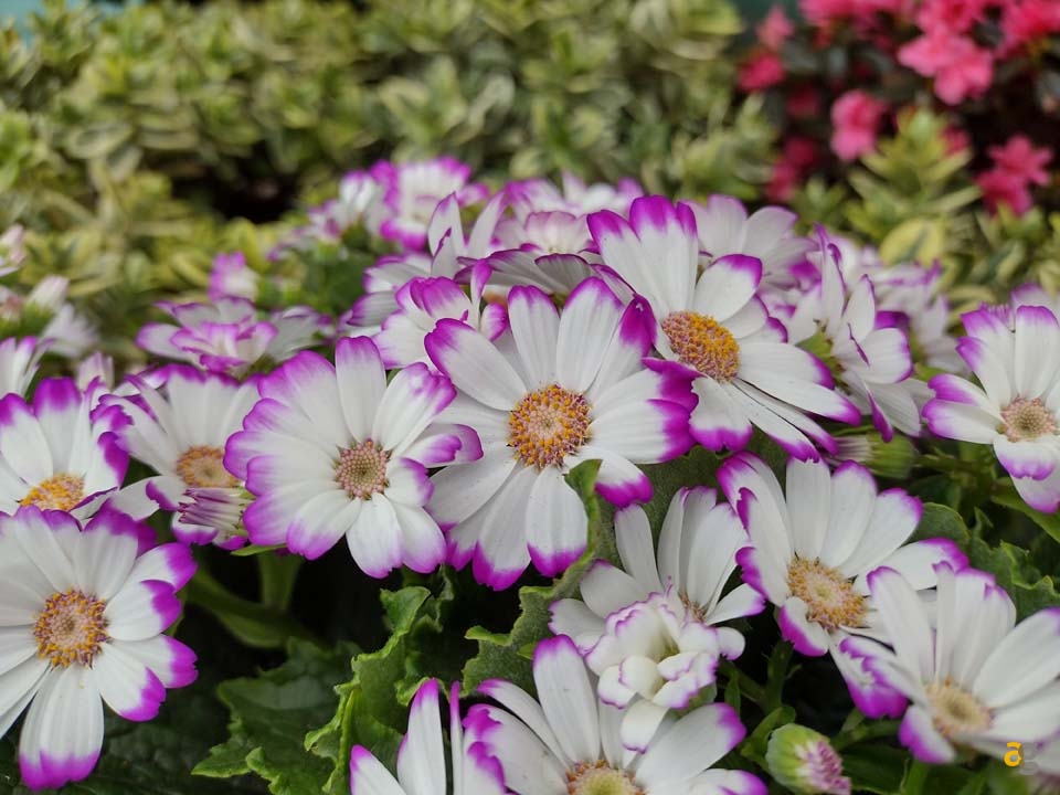 recensione-motorola-moto-g10